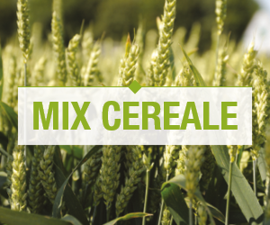 CEREAL MIX- INNOVATION FOR MAXIMIZING THE YIELD AND PROFITABILITY OF WHEAT CROPS