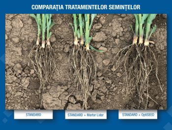 OPTISEED CONCEPT: NOUA SOLUȚIE PENTRU TRATAREA SEMINȚELOR DE PORUMB SOUFFLET SEEDS