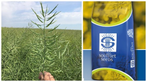 Gama de produse Soufflet: semințe, produse proprii de fertilizare, servicii și consultanță agricolă!