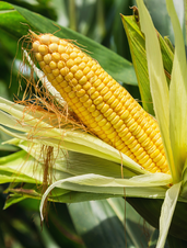 Corn