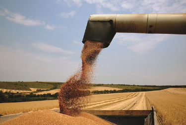 Tradingul cerealelor în România vs. piața internațională